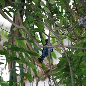 Spangled cotinga (Cotinga cayana)