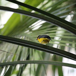 Violaceous euphonia (Euphonia violacea)