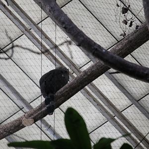 Guiana crested eagle?