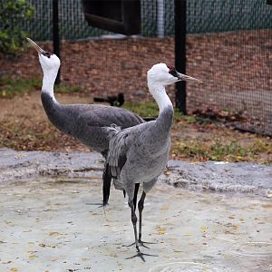 Hooded Crane (Grus monacha)