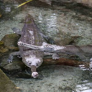Gharial
