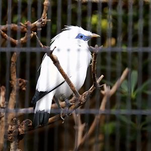 Bali Myna