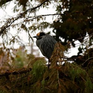 Wild Yellow-crowned Night Heron (Nyctanassa violacea)