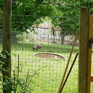 Emu in new home< May 2022
