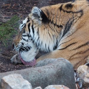 Amur tiger grooming