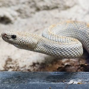Aruba Island rattlesnake