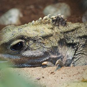 Tuatara