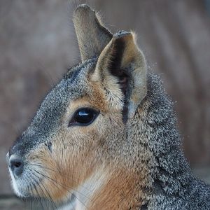 Patagonian cavy