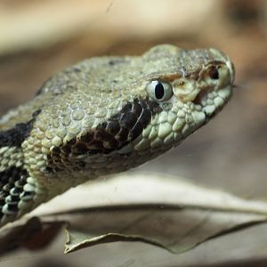 Timber rattlesnake