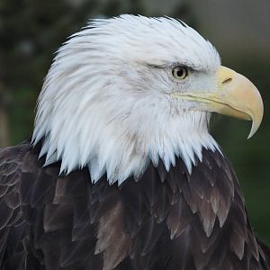 Bald eagle