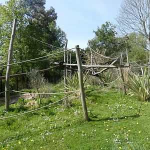 Colombian black spider monkey enclosure