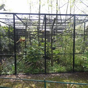 Golden lion tamarin enclosure