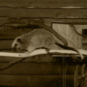 Northern luzon cloud rat