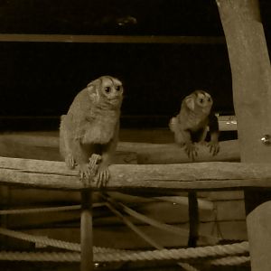 Grey-legged douroucouli