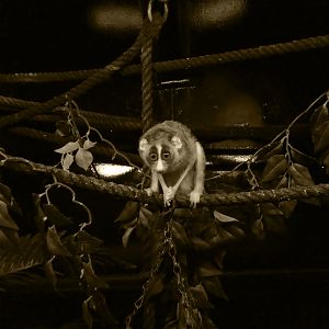 Gray slender loris
