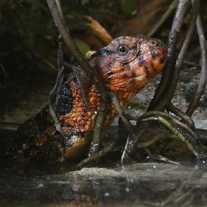 Chinese crocodile lizard