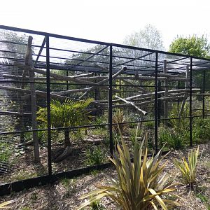 Golden-headed lion tamarin enclosure