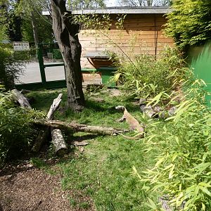 Outdoor Komodo dragon enclosure
