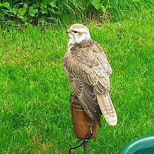 Saker falcon