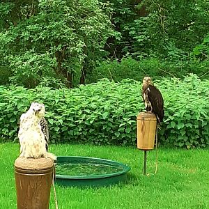 African crowned eagle and white bellied sea eagle