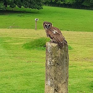 Asian brown wood owl