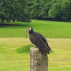 Turkey vulture