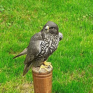 Gyr falcon