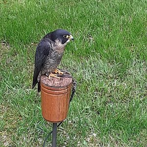 Peregrine falcon