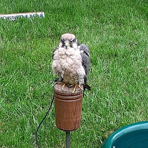 Lanner falcon