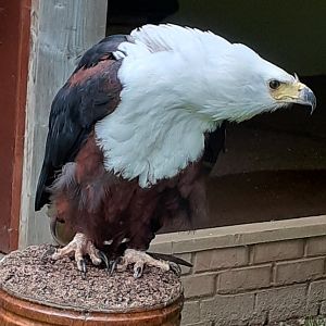 African fish eagle