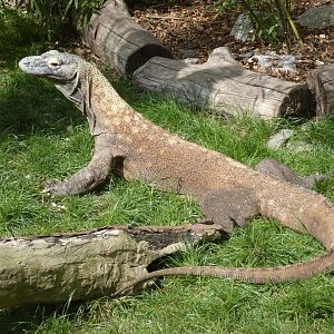Komodo dragon