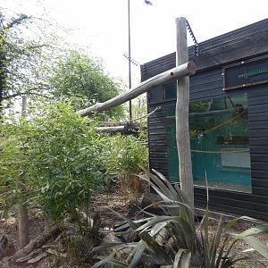 Squirrel monkey and mara enclosure