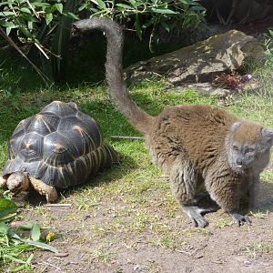Radiated tortoise and Lac Alaotra bamboo lemur
