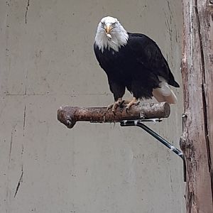 Bald eagle