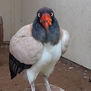 King vulture