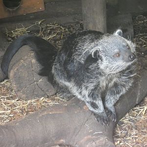 Binturong