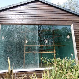 Buffy-headed capuchin house