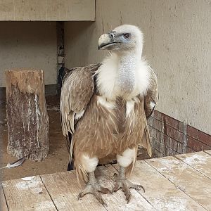 European Griffon vulture