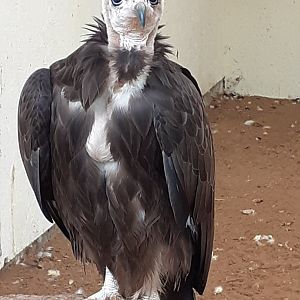 Hooded vulture