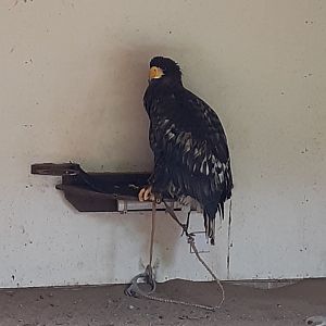 Steller's sea eagle
