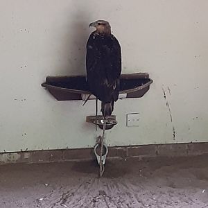 White bellied sea eagle