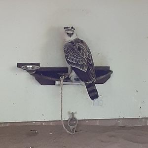 African crowned eagle