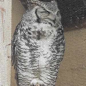 Great horned owl
