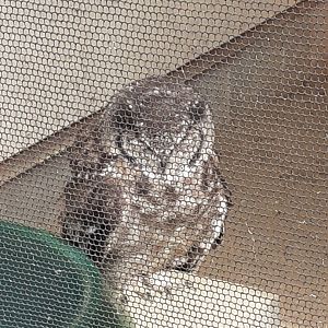 Greyish eagle owl