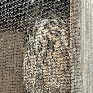 European eagle owl