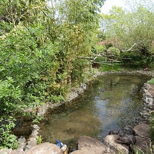 Asian short-clawed otter and binturong enclosure