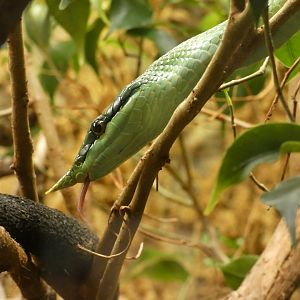 Rhinoceros rat snake