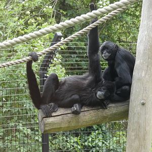 Colombian black spider monkey
