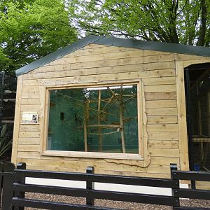 Cotton-top tamarin house
