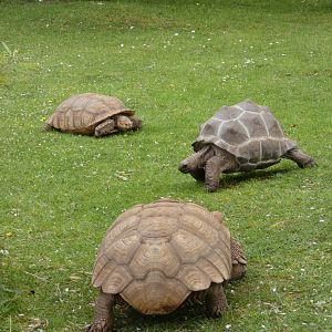 Aldabra giant tortoise and African spurred tortoise